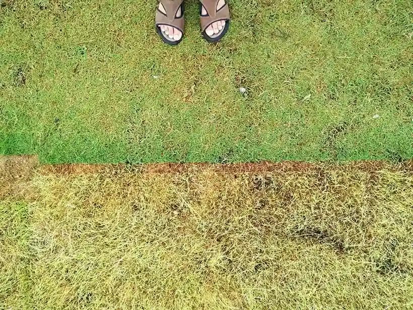 Why Choose Our Aeration & Dethatching in Reno?