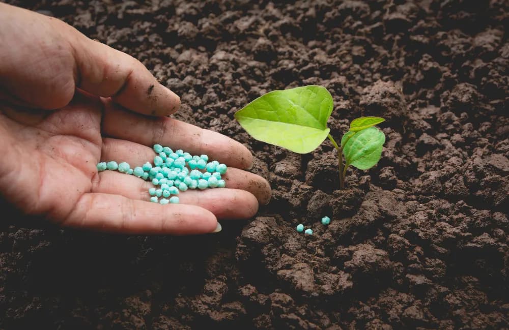 Fertilization & Nutrient Programs in Donner Peak Dr Reno