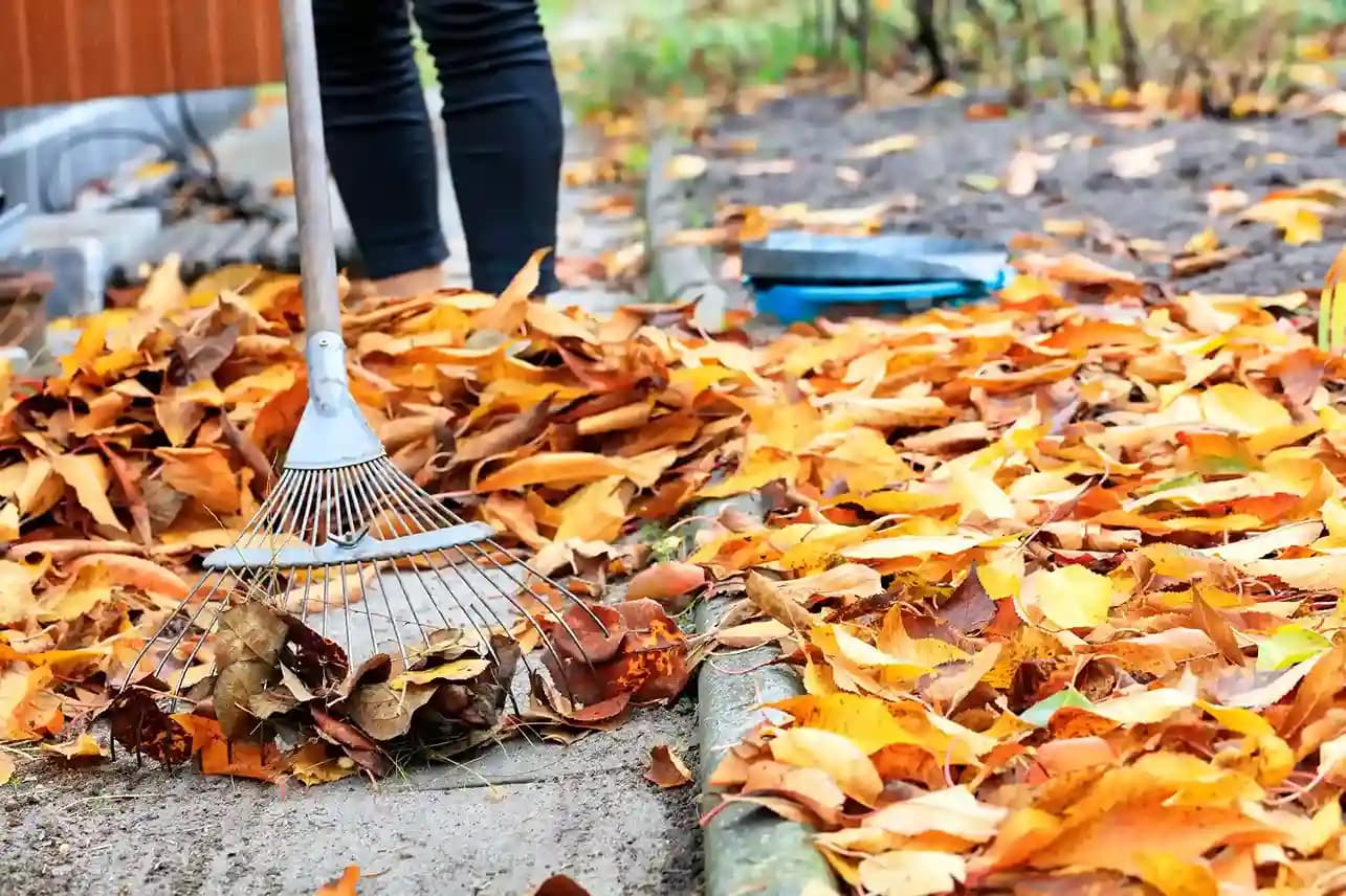 Seasonal Cleanups service