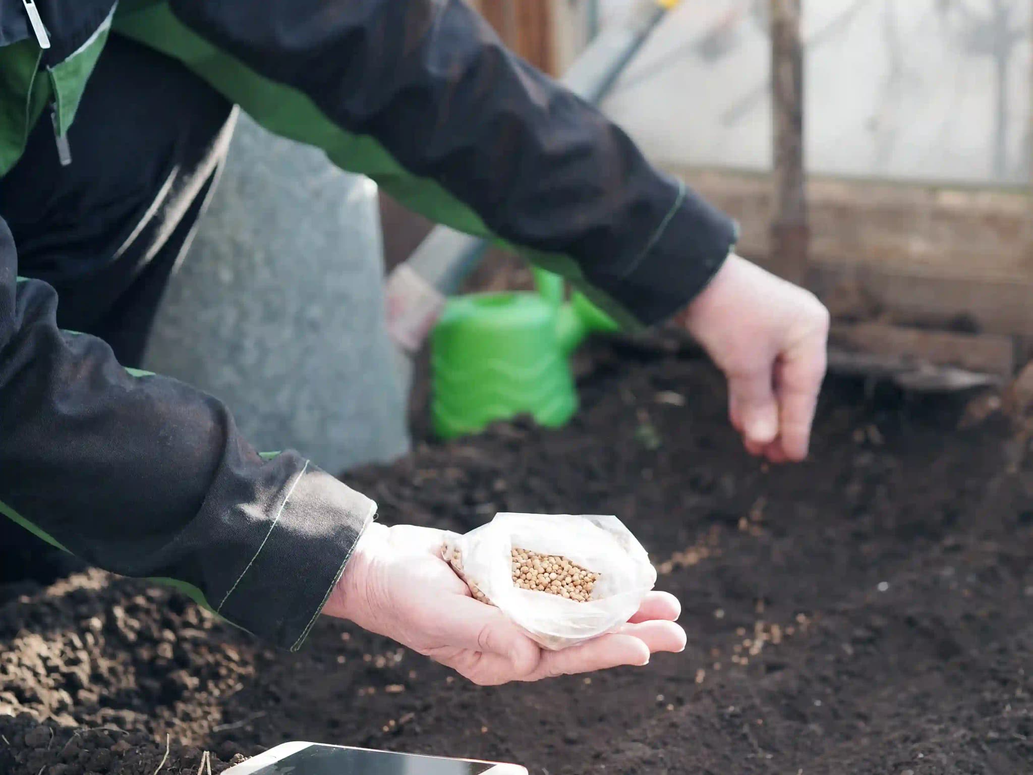 Why Choose Our Seeding Services in Reno?