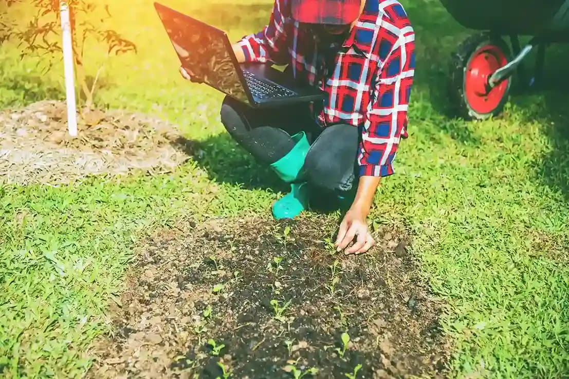 Benefits of Seeding & Overseeding