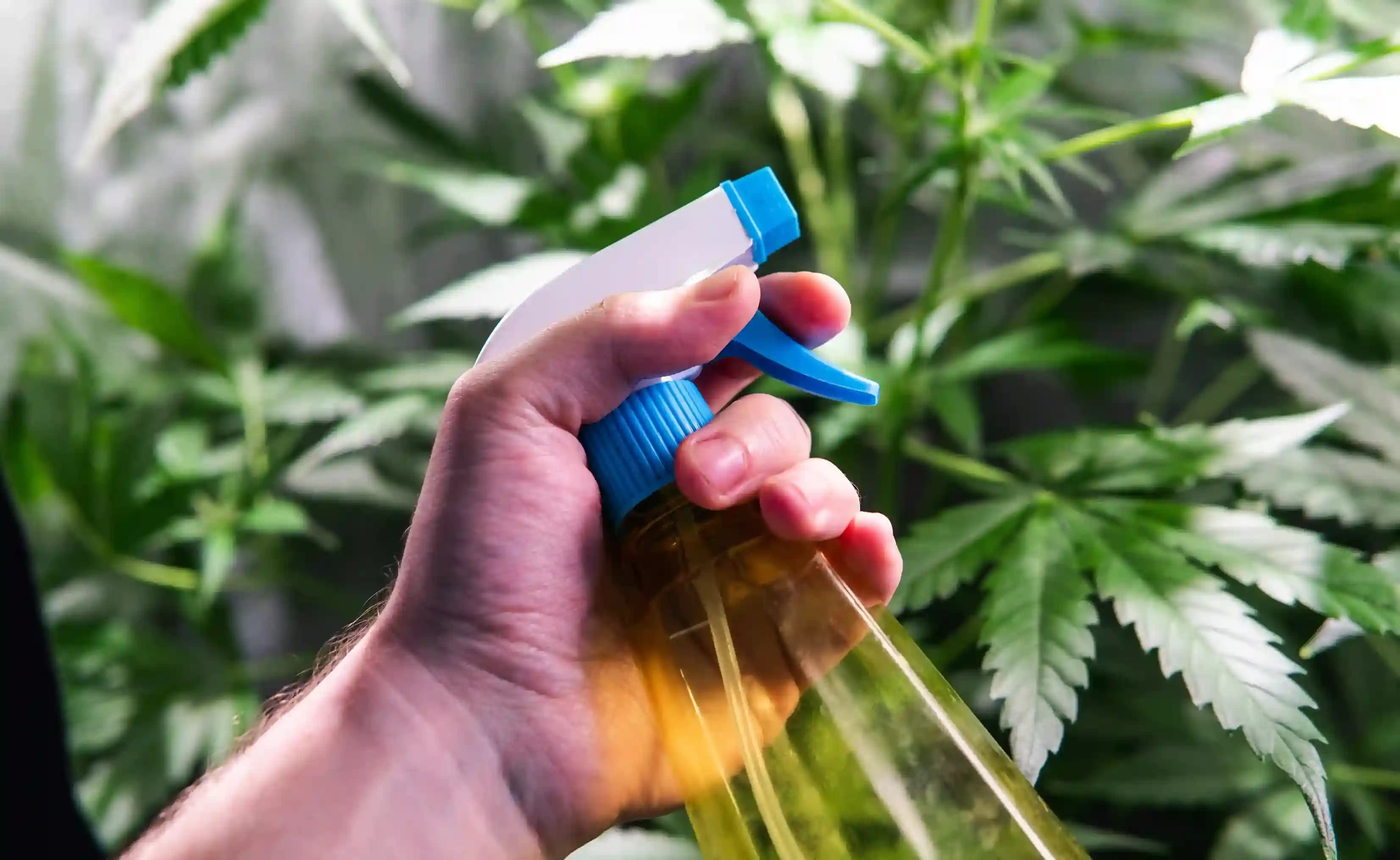 Weed & Insect Control service