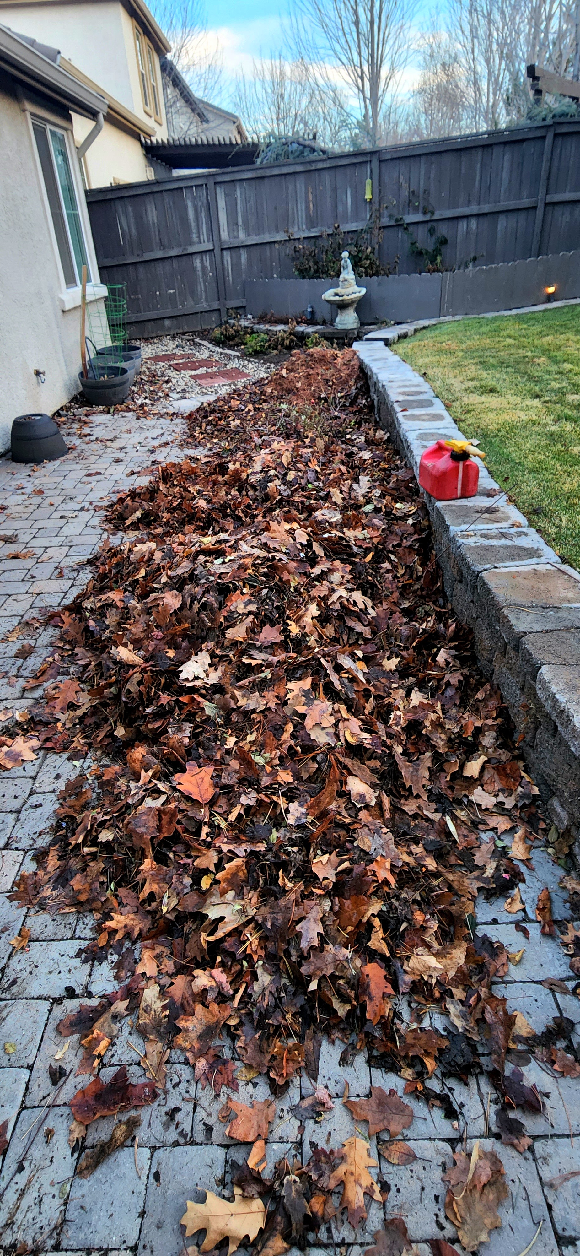 Before leaf removal